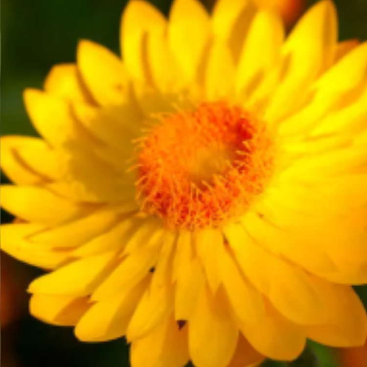 Three photos of plants next to each other. The photos show some germinating shoots, a yellow flower and a dandelion with its seeds dispersing