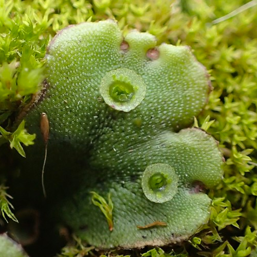 Close up image of the liverwort  Marchantia polymorpha