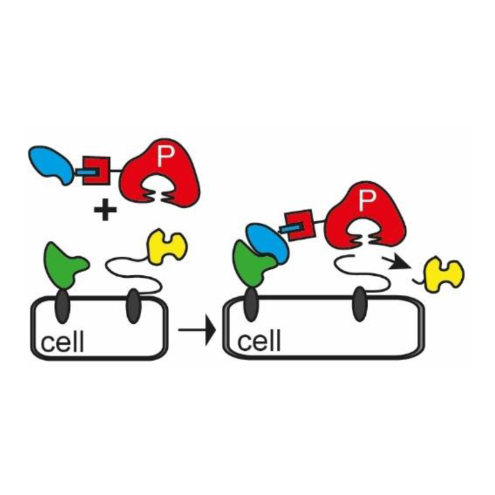 Different combinations of antibody modules (blue) can be mixed with different combinations of protease modules (red). These combinations are then screened to see if there are any antibodies that direct proteases to the cell surface to attack and cleave a 