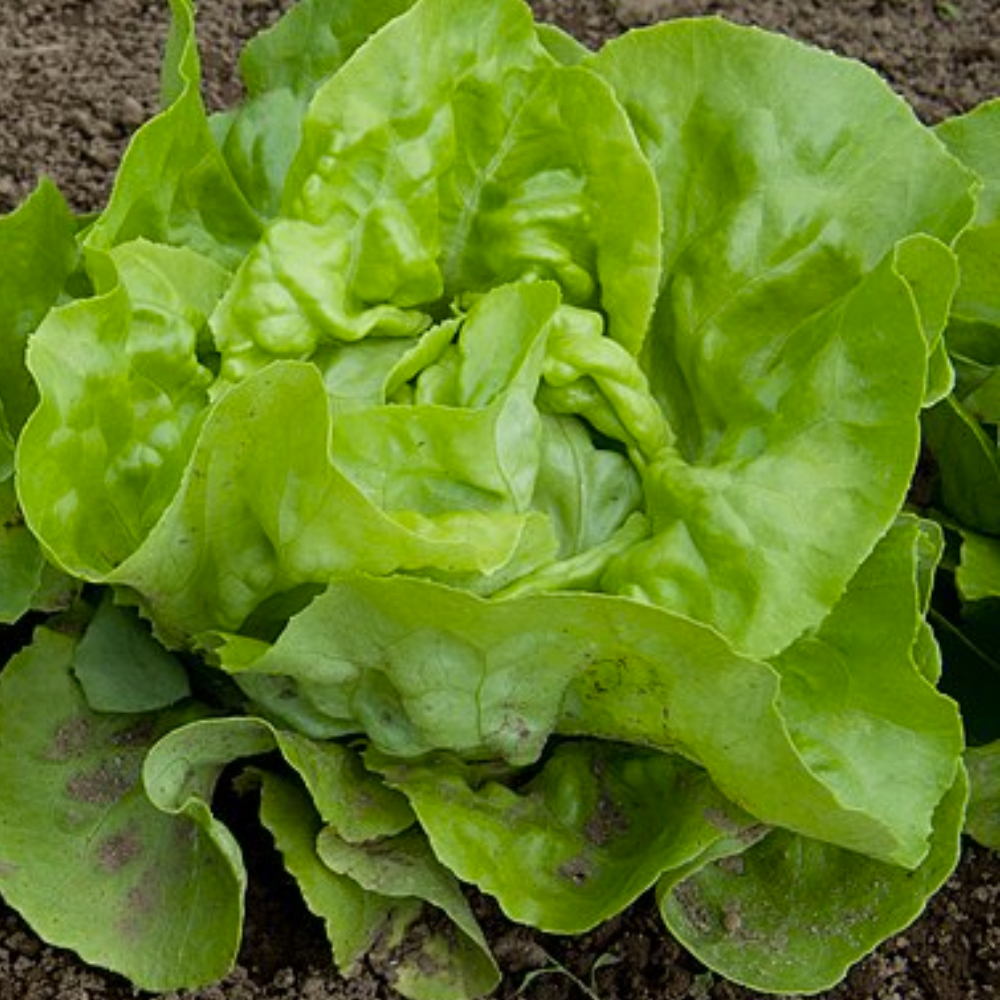 Close up photo of a lettuce growing in some soil
