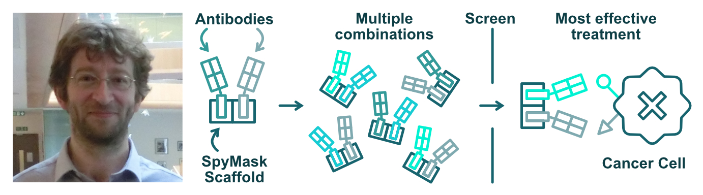The SpyMask method can produce and screen new antibody combinations for better treatments.