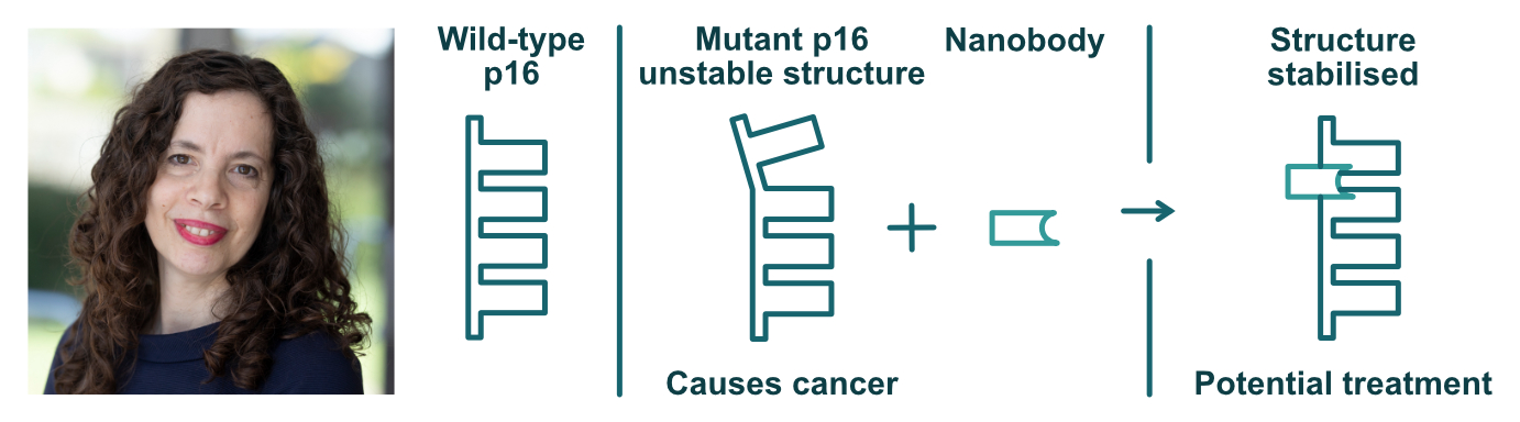 A nanobody against the tandem repeat protein p16 could help to stabilise its structure and correct for cancer-causing mutations.