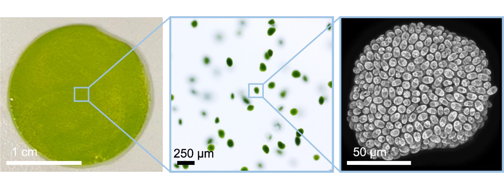 Photos of algal hydrogels at increasing magnification. The first image shows a green petri dish, the second shows small circular green cell aggregates suspended in gel, the third is a microscopy image showing a cluster of individual cells forming and aggr
