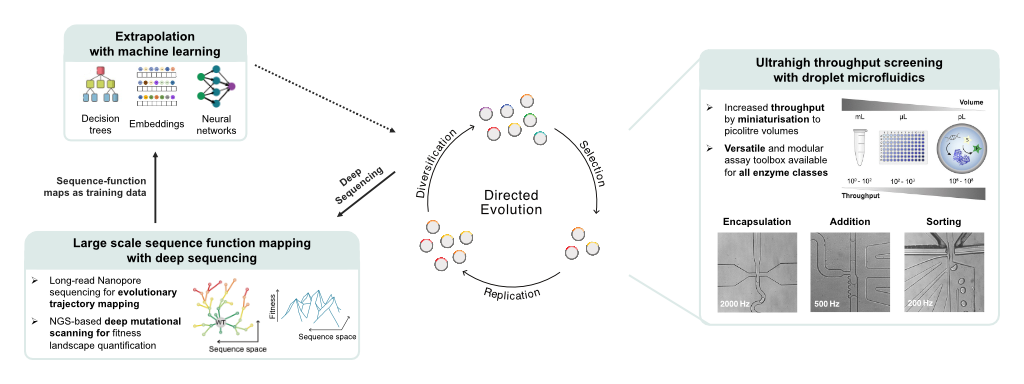 Illustration of a directed evolution approach, using ultra-high-throughput screening with droplet microfluidics, large-scale sequence function mapping with deep sequencing and extrapolation with machine learning