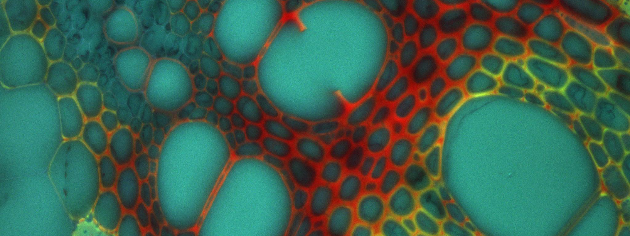 Microscopy image - credit Fernan Federici