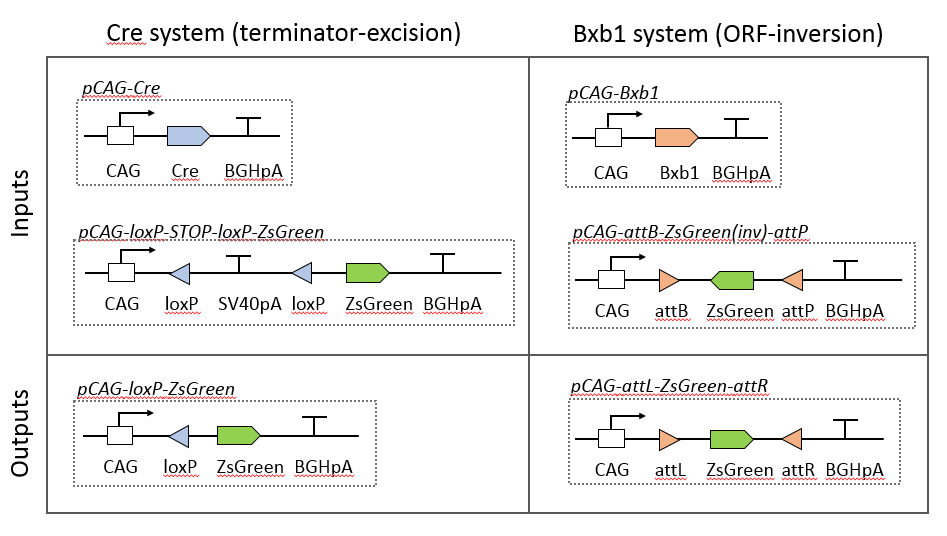 recombinases.png