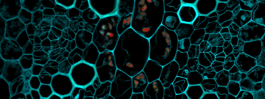 Fluorescence microscopy image of marchantia plant tissue with the cell membranes outlined in cyan on a black background. The cells look like a warped honeycomb and the central cells have organelles inside, highlighted in red.