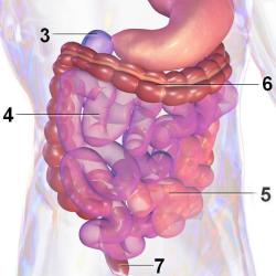 Illustrated diagram of the human gut with labels pointing to the various parts - stomach, large and small intestines can be seen.