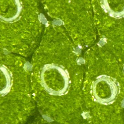 Image of Marchantia Pores - green cells with a green-white circle in the centre cover the image