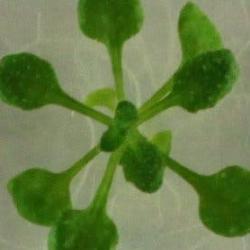 Photo of a small seedling growing in agar