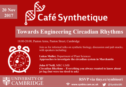 Cafe Synthetique - Towards Engineering Circadian Rhythms