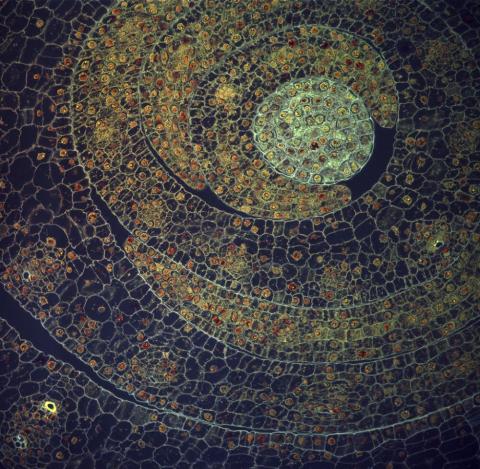 //www.wellcomeimageawards.org/2016/maize-leaves