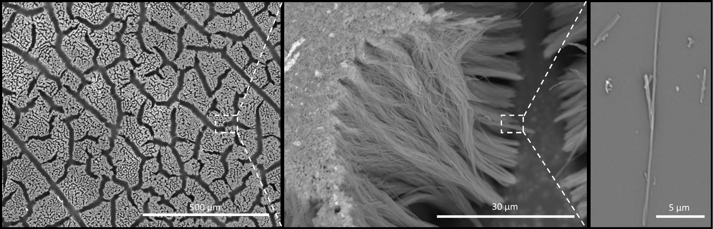  Template grown nanowires of poly-l-lactic acid