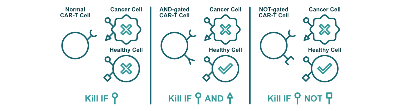 CAR-T cells using AND of NOT logic gates could help reduce treatment side effects.