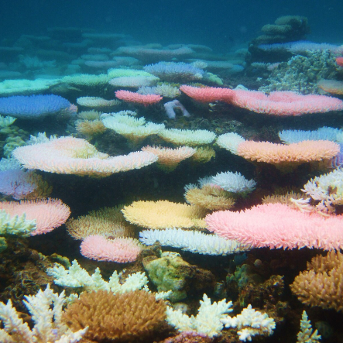 Photo of corals turning vibrant colours preceding full coral bleaching
