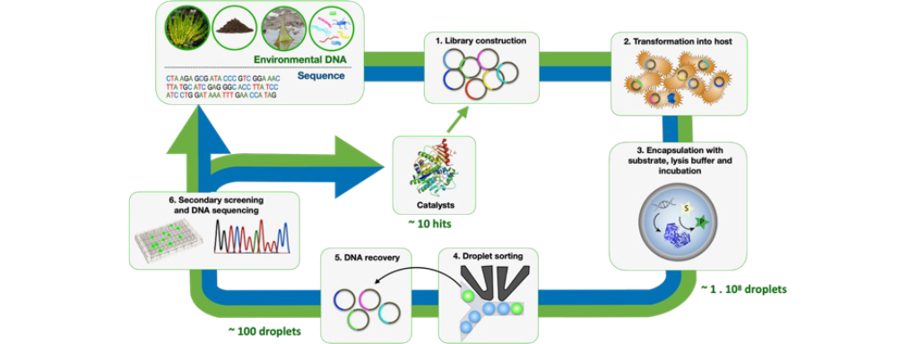 Directed evolution workflow Illustration of a directed evolution workflow, from collecting DNA samples, to library construction, host transformation, encapsulation in microdroplets, droplet sorting, DNA recovery, screening and DNA sequencing to production of a catalyst
