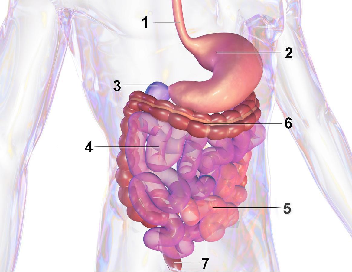 Using cDNA microarrays for fingerprint studies of a 2D and 3D in vitro model of the human gut – are we getting closer to in vivo systems? Illustrated diagram of the human gut with labels pointing to the various parts - stomach, large and small intestines can be seen.