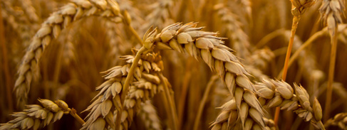 A close-up photo of golden ears of wheat