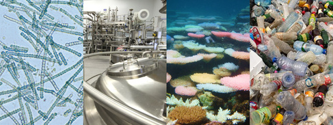 Collage of photos of magnified cyanobacteria, a fermentation room, bleaching corals and a pile of plastic waste