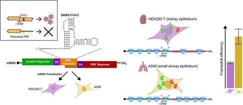 Graphical summary of −1 Programmed Ribosomal Frameshifting
