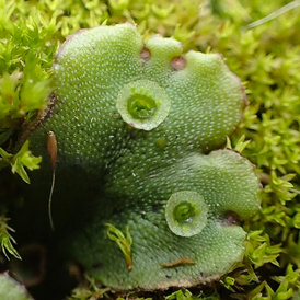 Close up image of the liverwort Marchantia polymorpha