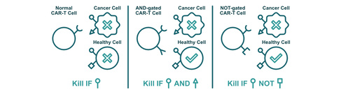 CAR-T cells using AND of NOT logic gates could help reduce treatment side effects.