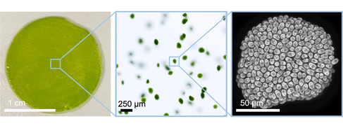 Photos of algal hydrogels at increasing magnification. The first image shows a green petri dish, the second shows small circular green cell aggregates suspended in gel, the third is a microscopy image showing a cluster of individual cells forming and aggr