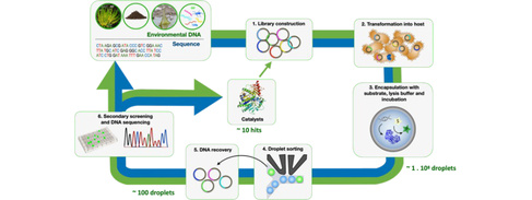 Illustration of a directed evolution workflow, from collecting DNA samples, to library construction, host transformation, encapsulation in microdroplets, droplet sorting, DNA recovery, screening and DNA sequencing to production of a catalyst