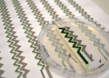 Bio-solar panel developed by researchers at University of Cambridge and Imperial College London