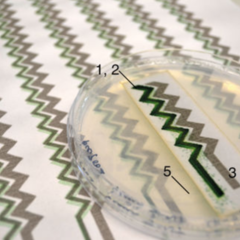 Bio-solar panel developed by researchers at University of Cambridge and Imperial College London