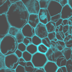 Microscopy image of cells outlined in cyan with the EngBio IRC logo and text reading "Strategic Events"