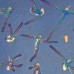 Microscopy image of seeds germinating with roots pseudo-coloured to indicate germination time