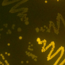 OpenPlant Fund supports open source multi-fluorescence imaging system published in PLOS One