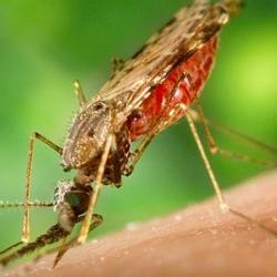 Sculpting evolution? A multidisciplinary workshop explores regulatory, legal and ethical perspectives of gene drive 