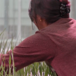 Speed Breeding Made Accessible and Democratic