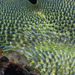 Two publications describe focus stacking setup developed through OpenPlant Fund and Biomaker Challenge