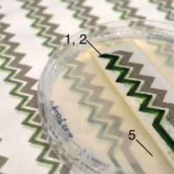 Bio-solar panel developed by researchers at University of Cambridge and Imperial College London