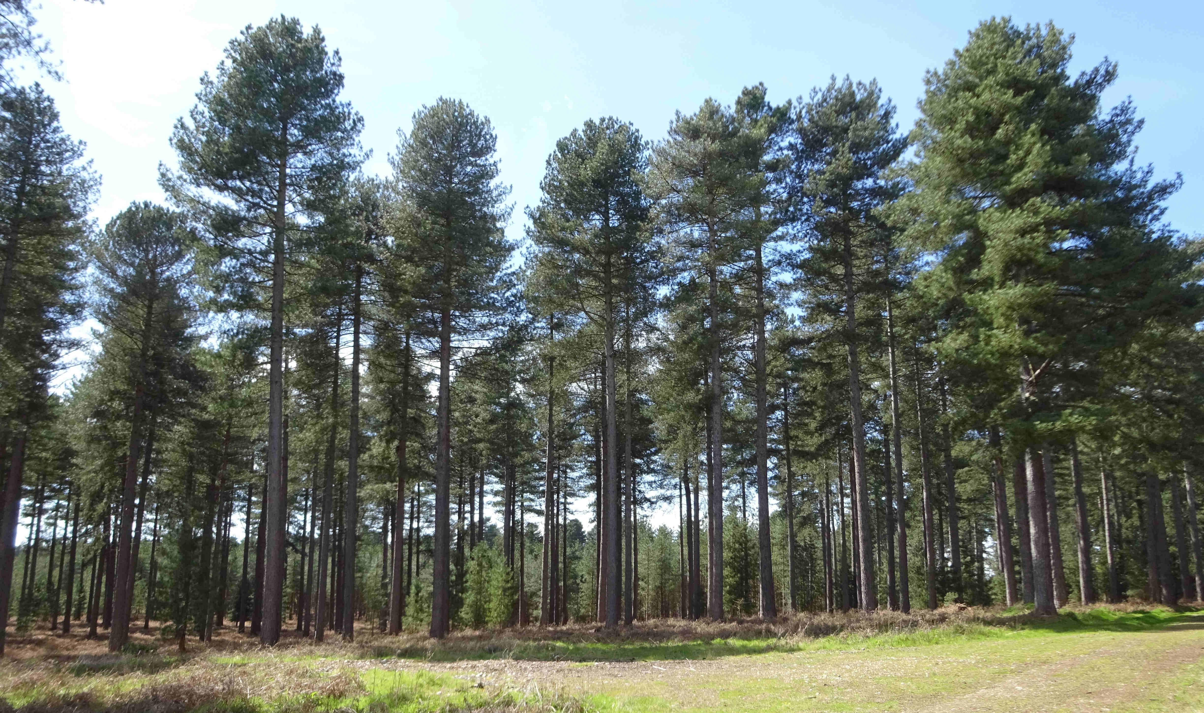 Biotechnology for Biofuels - a Strategy to Improve Converting Plant Biomass into Biofuel