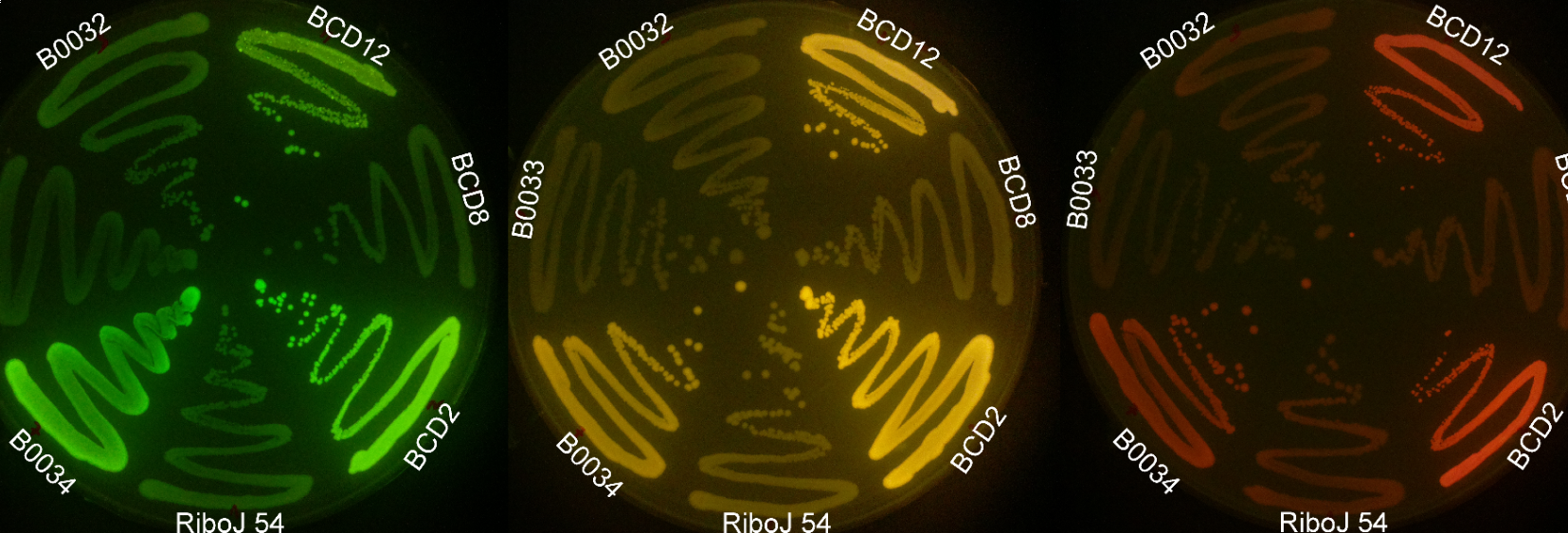 OpenPlant Fund supports open source multi-fluorescence imaging system published in PLOS One