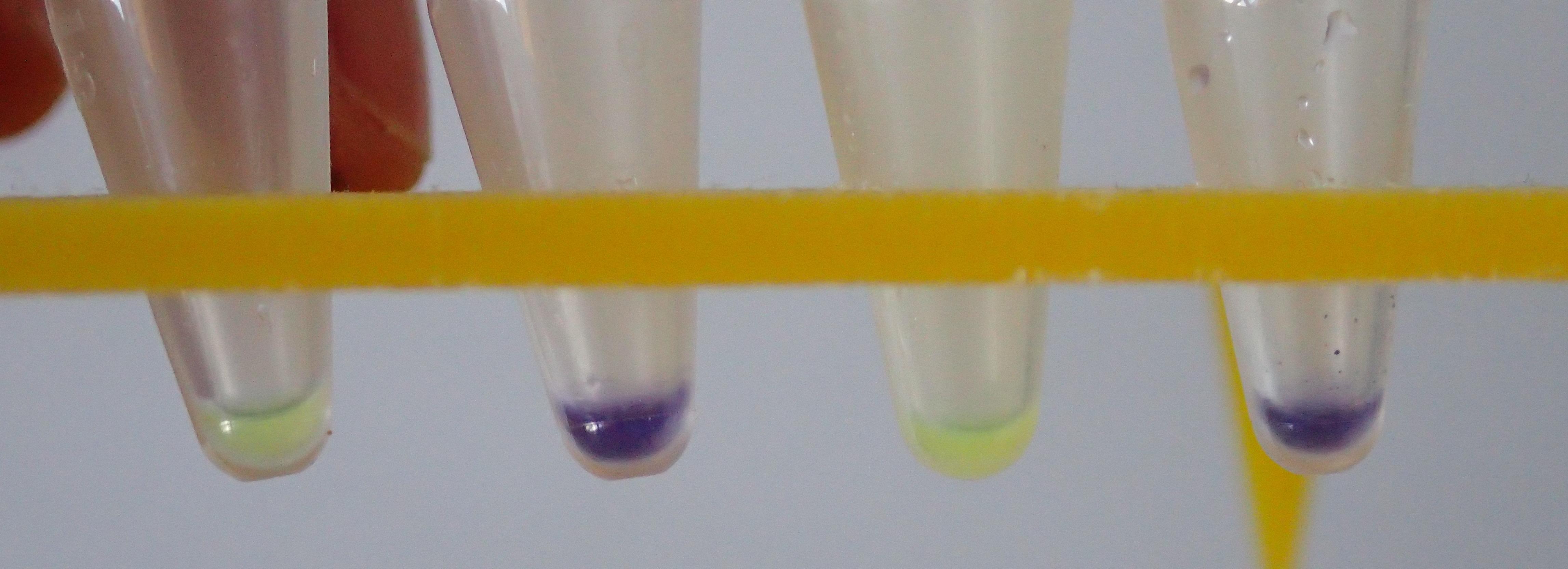 Programmable biology in the test tube: new interdisciplinary activity series launched by SRI