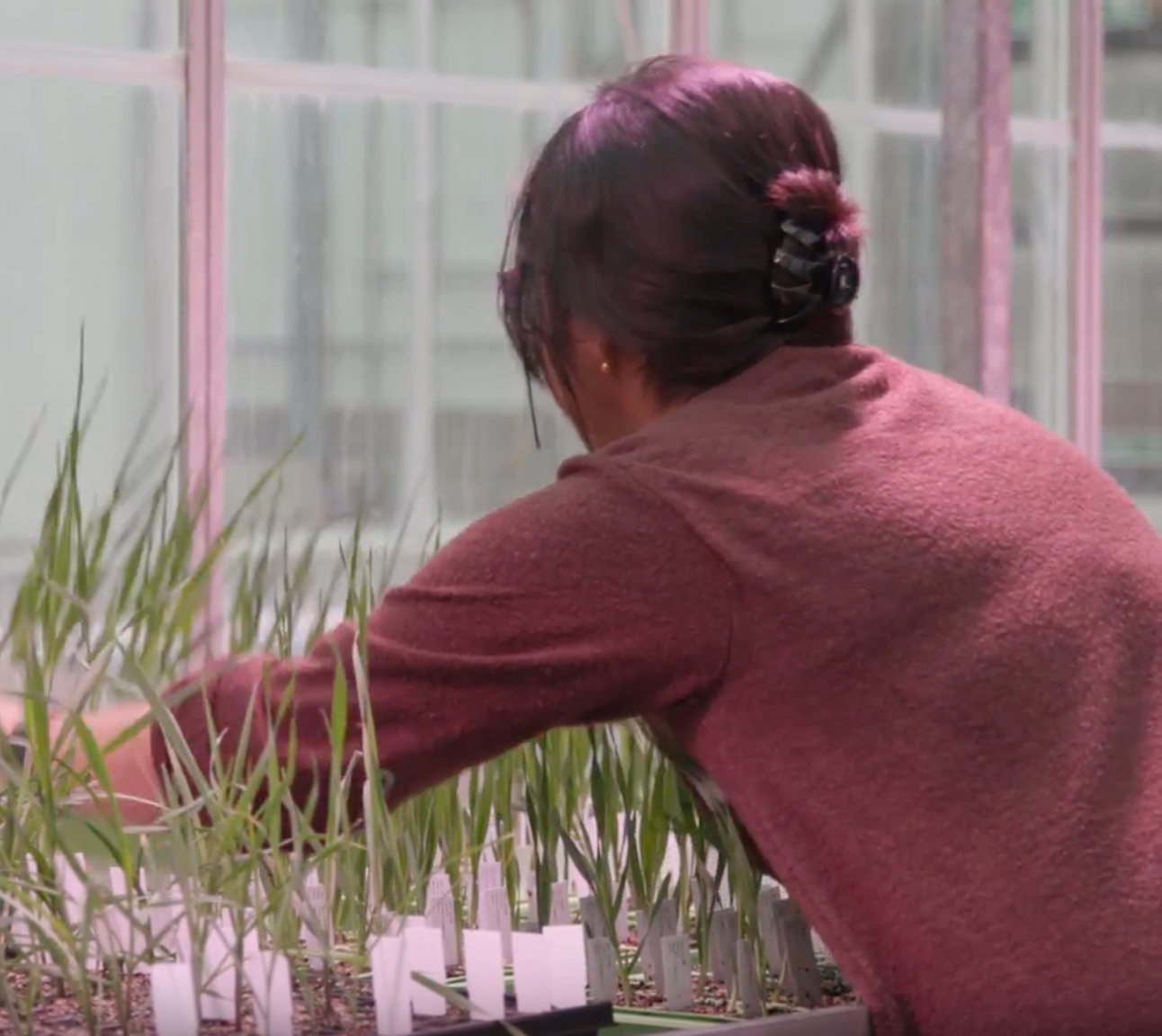 Speed Breeding Made Accessible and Democratic