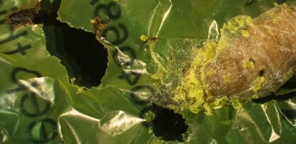 SRI members collaborate on discovery of caterpillar found to eat shopping bags, suggesting biodegradable solution to plastic pollution