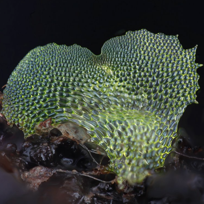 Two publications describe focus stacking setup developed through OpenPlant Fund and Biomaker Challenge