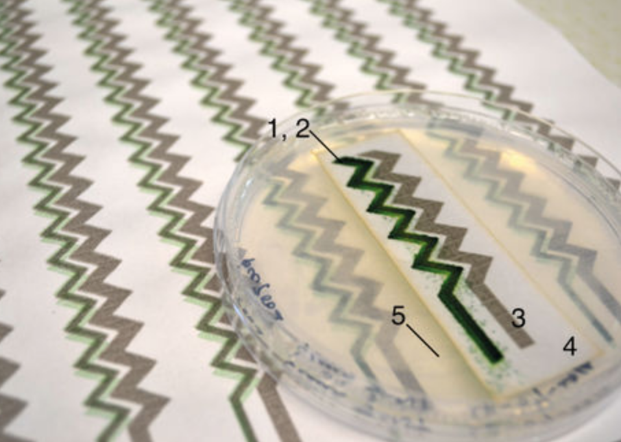 Bio-solar panel developed by researchers at University of Cambridge and Imperial College London
