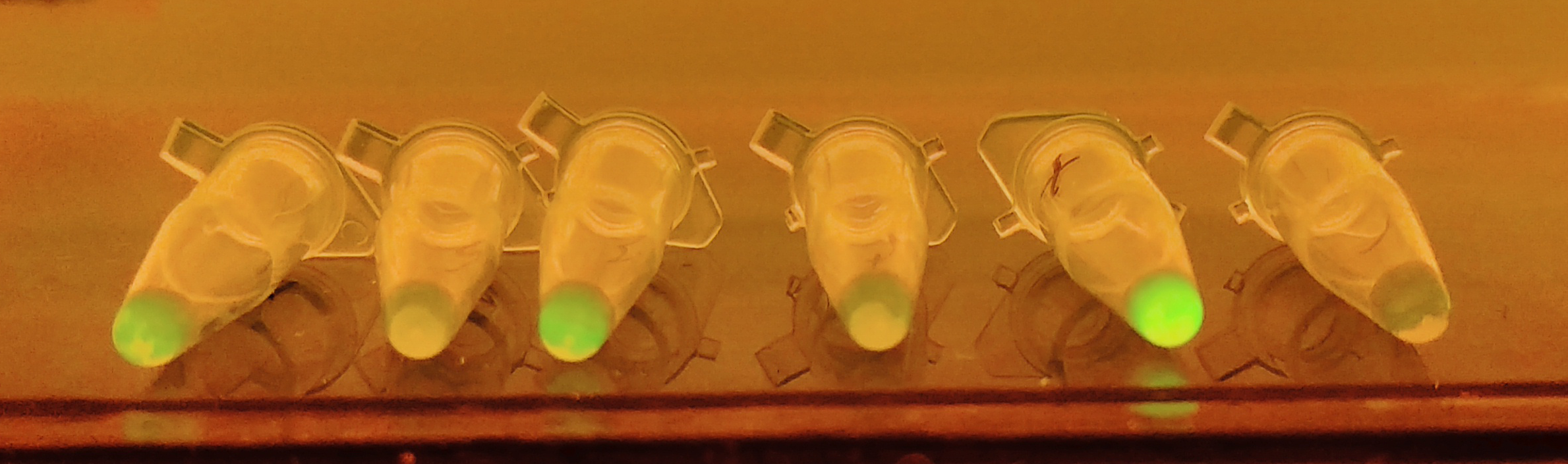 NAND Gate: Pattern left to right should be ON, ON, ON, OFF. Last two tubes are positive and negative controls.