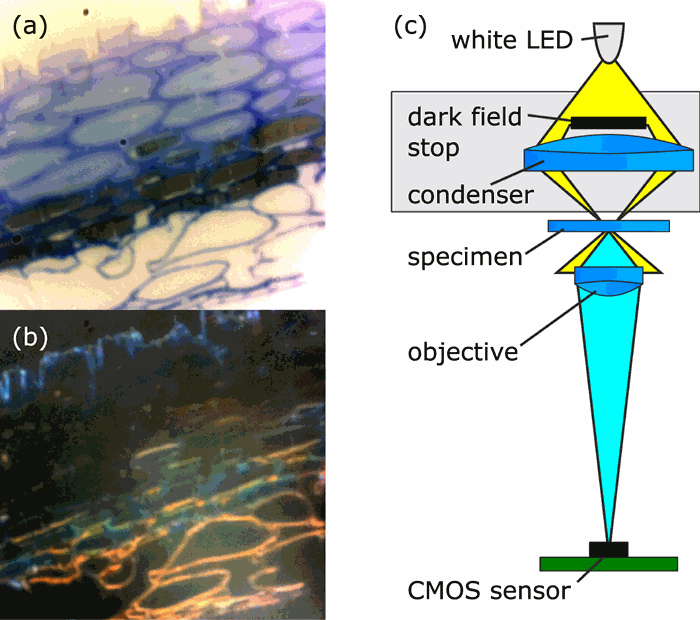 Figure 1. A microtomed section of Pollia condensata fruit26 imaged in (a) bright field and (b) dark field modes. (c) The imaging optics in the microscope, showing optional condenser lens and dark field stop. Removing the dark field stop converts the micro