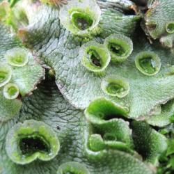 Close up photo of the liverwort marchantia polymorpha. Image credit Jim Haseloff