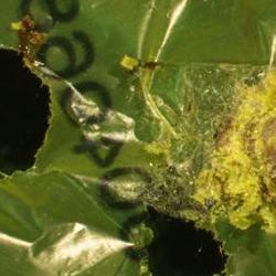 Synthetic Biology SRI members discover caterpillar that can biodegrade shopping bags