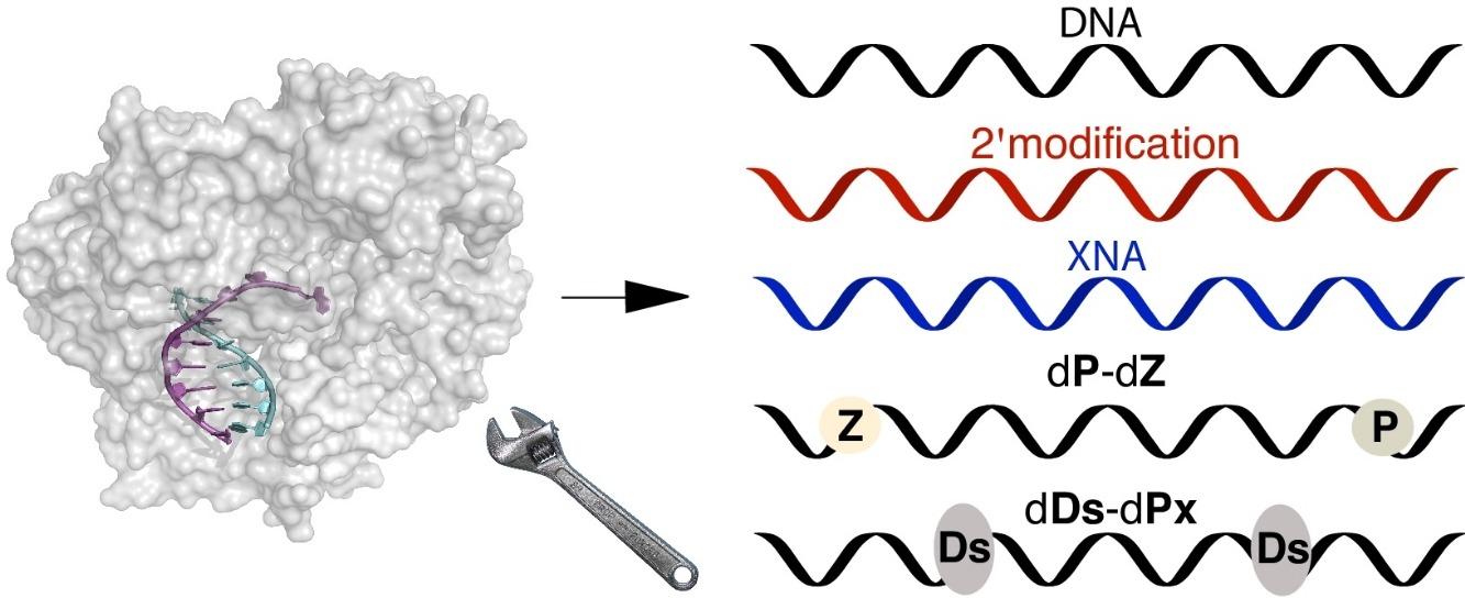 Advances in engineering of polymerases for synthetic genetics and applications reviewed by Cambridge researchers